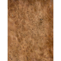 Yew Tree burl 0,6 mm
